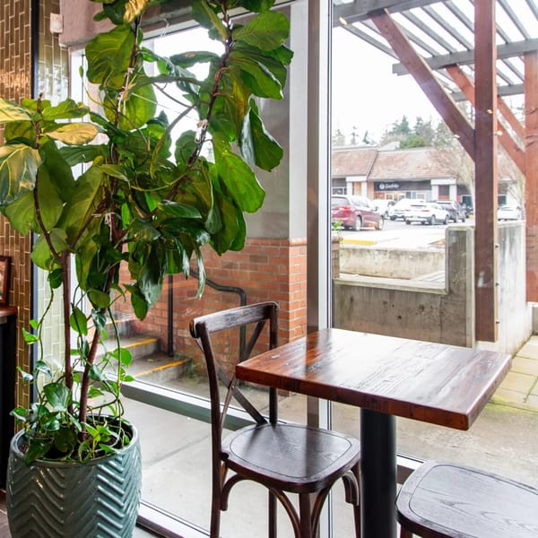 A fiddle-leaf fig plant next to a window table and chairs at Miguelito's Cocina Mexicana.